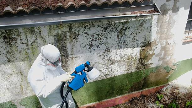 Trusted Mold Inspection service in Melissa, TX - Cheap Mold Removal